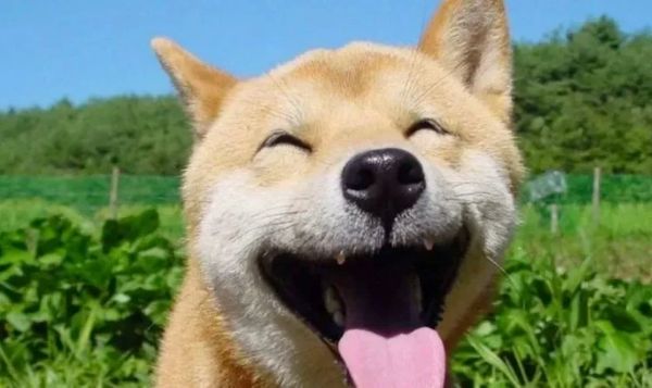 ảnh meme hài (19) ảnh meme hài (19)