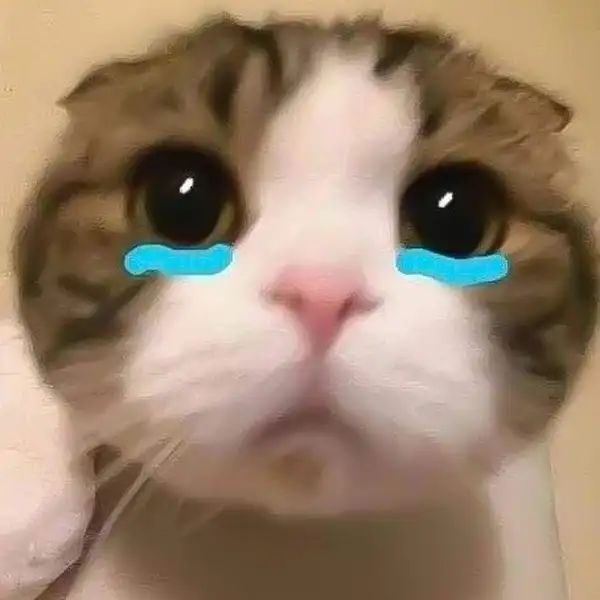 ảnh meme mèo khóc ảnh meme mèo khóc