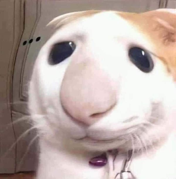 ảnh meme mèo ảnh meme mèo