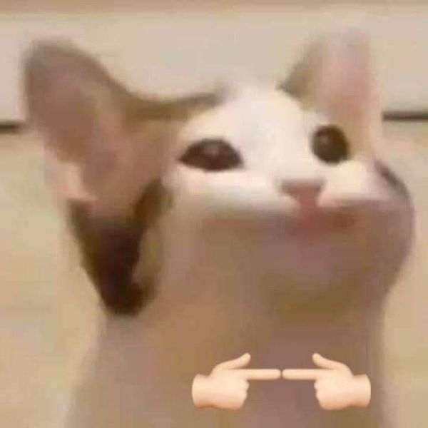 ảnh mèo meme (1) ảnh mèo meme (1)