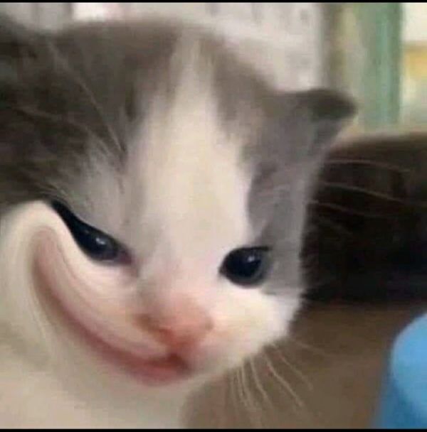 ảnh mèo meme (10) ảnh mèo meme (10)