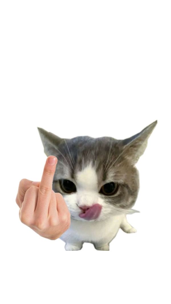 ảnh mèo meme (12) ảnh mèo meme (12)