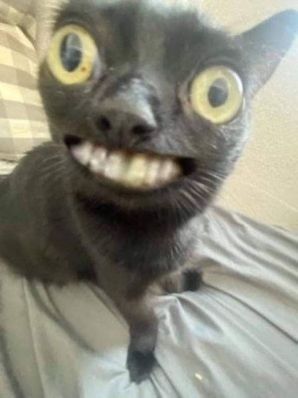 ảnh mèo meme (13) ảnh mèo meme (13)