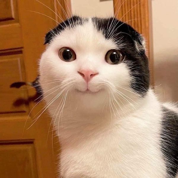 ảnh mèo meme (17) ảnh mèo meme (17)