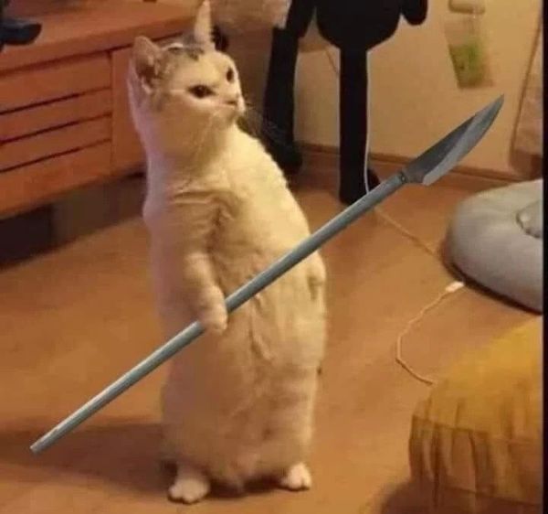 ảnh mèo meme (18) ảnh mèo meme (18)