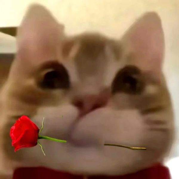 ảnh mèo meme (19) ảnh mèo meme (19)