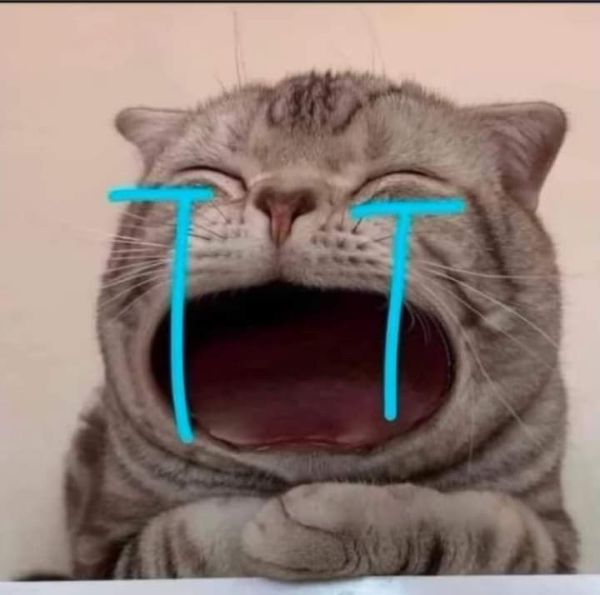 ảnh mèo meme (2) ảnh mèo meme (2)