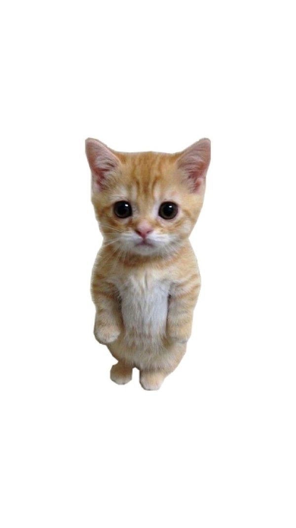 ảnh mèo meme (20) ảnh mèo meme (20)