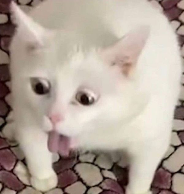 ảnh mèo meme (21) ảnh mèo meme (21)