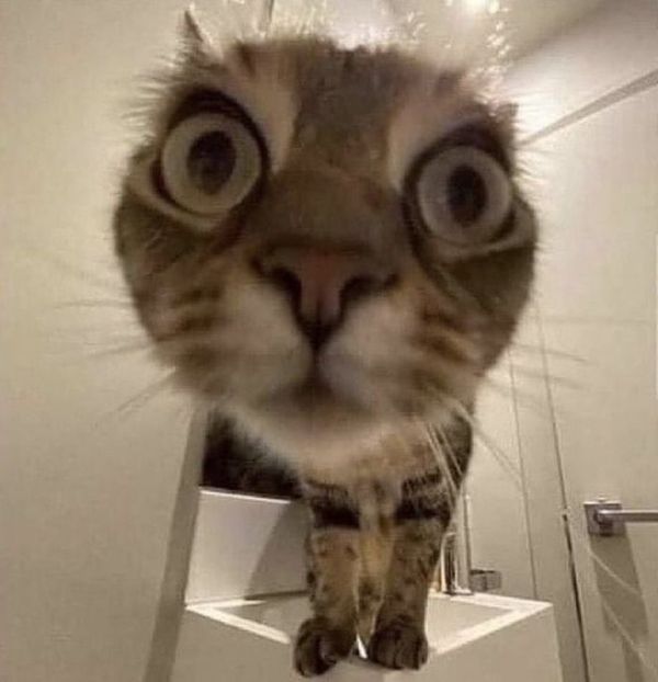 ảnh mèo meme (22) ảnh mèo meme (22)