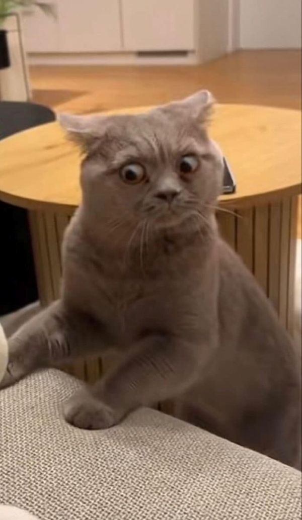 ảnh mèo meme (25) ảnh mèo meme (25)