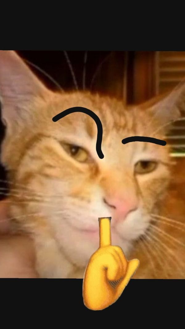 ảnh mèo meme (29) ảnh mèo meme (29)