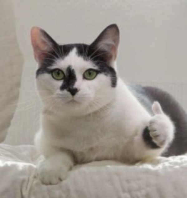 ảnh mèo meme (3) ảnh mèo meme (3)