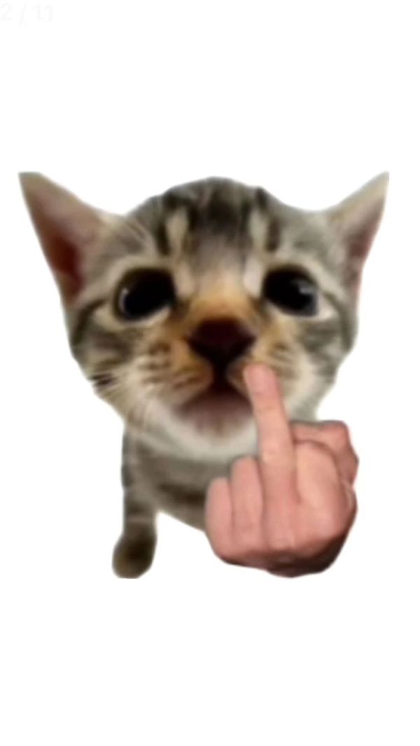 ảnh mèo meme (4) ảnh mèo meme (4)