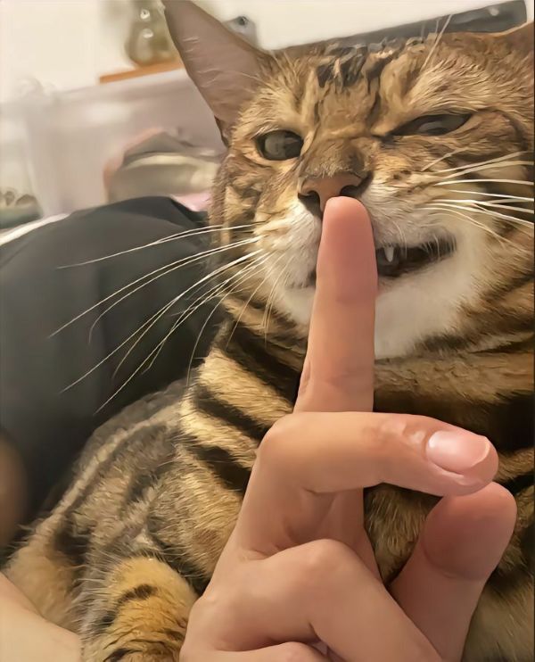 ảnh mèo meme (9) ảnh mèo meme (9)