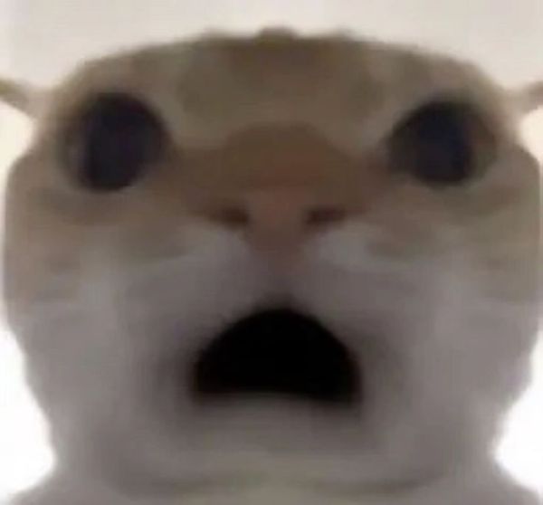 ảnh mèo meme hoảng hốt ảnh mèo meme hoảng hốt