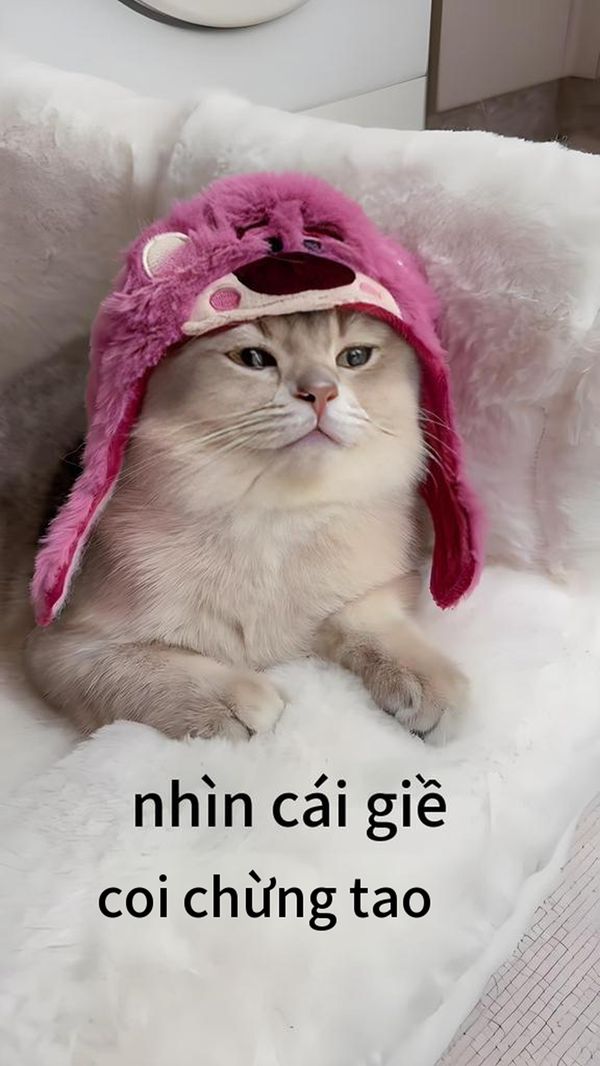 coi chừng tao meme (12) coi chừng tao meme (12)