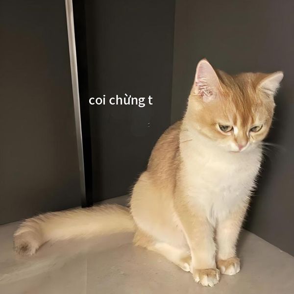 coi chừng tao meme (17) coi chừng tao meme (17)