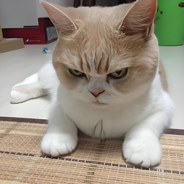 coi chừng tao meme (19) coi chừng tao meme (19)