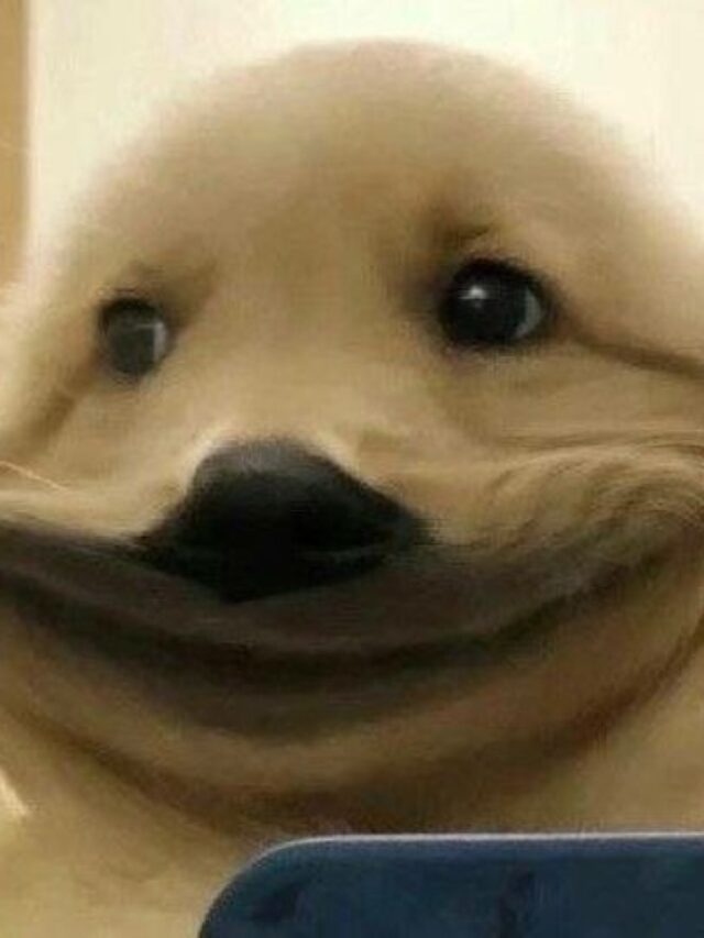 cropped anh cho meme 18.jpg