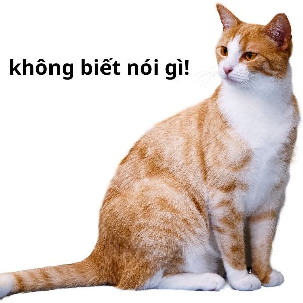 không meme (10)