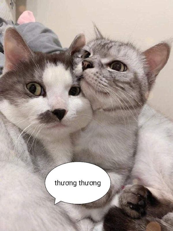 meme an ủi (9)
