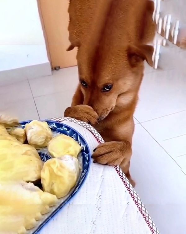 meme bịt miệng (12) meme bịt miệng (12)