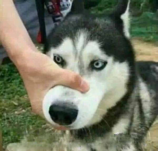 meme bịt miệng (21) meme bịt miệng (21)