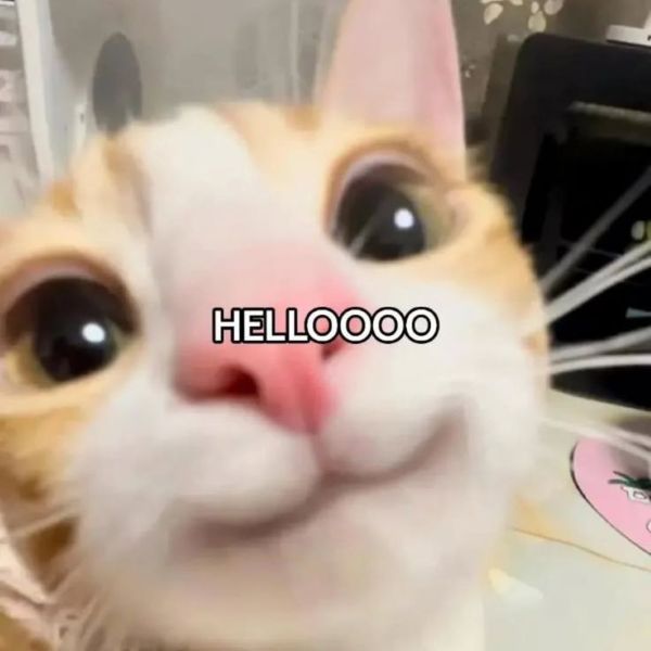 meme chào cậu (11) meme chào cậu (11)
