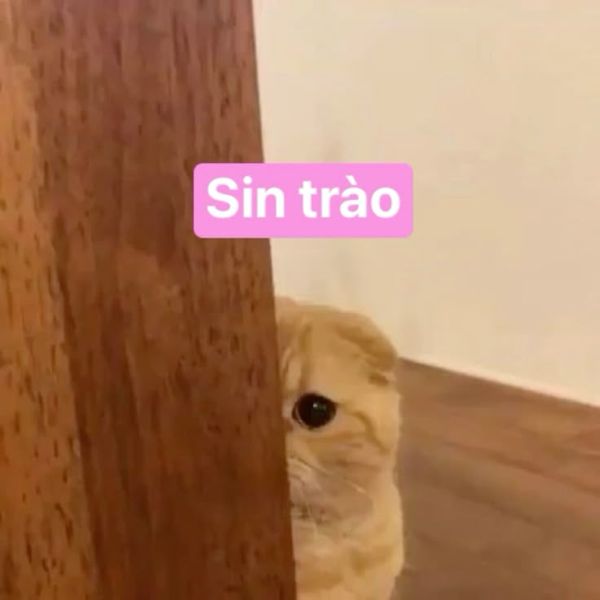 meme chào cậu (14) meme chào cậu (14)
