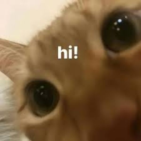 meme chào cậu (17) meme chào cậu (17)