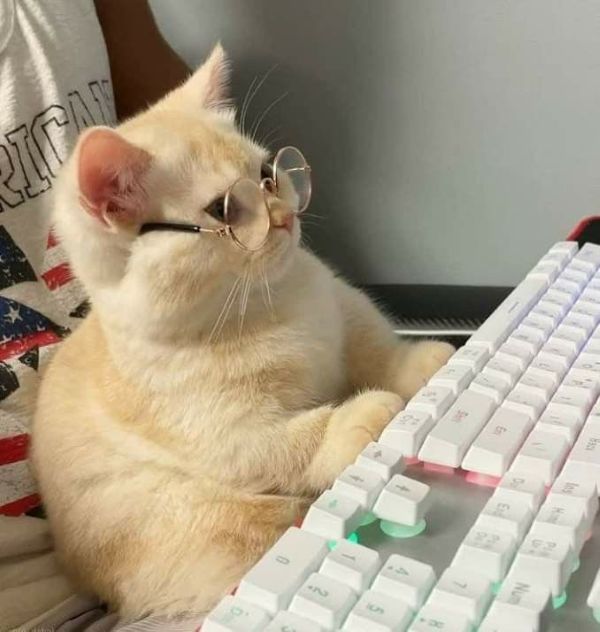 meme chạy deadline (12) meme chạy deadline (12)