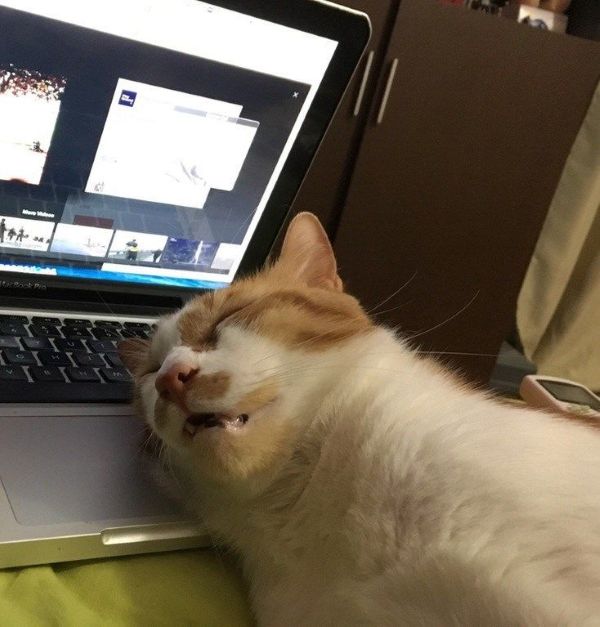 meme chạy deadline (23) meme chạy deadline (23)