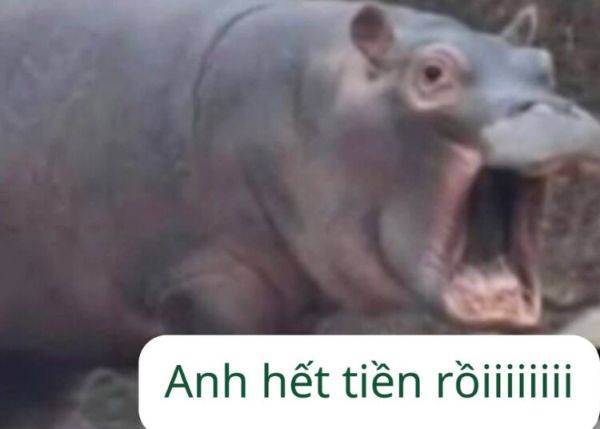 meme cho tiền (15) meme cho tiền (15)