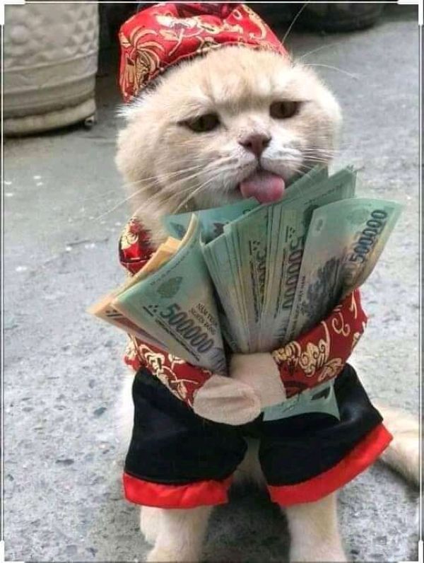 meme cho tiền (21) meme cho tiền (21)