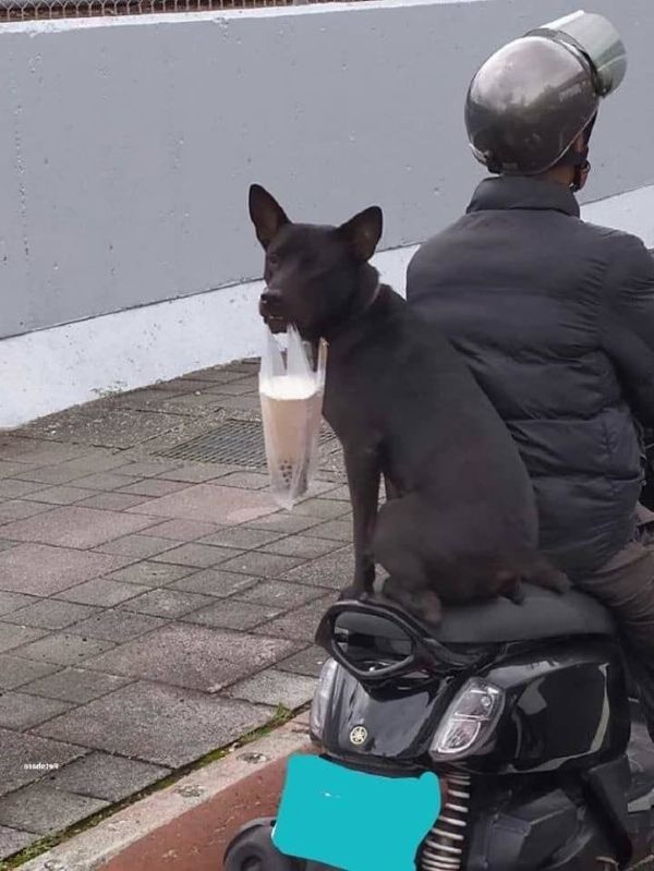 meme chó uống trà sữa meme chó uống trà sữa