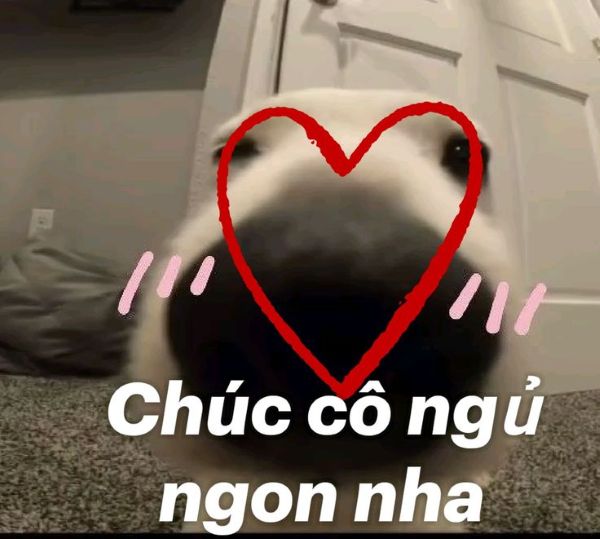 meme chúc ngủ ngon