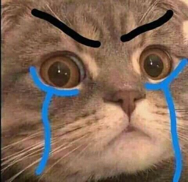 meme con mèo đau khổ meme con mèo đau khổ