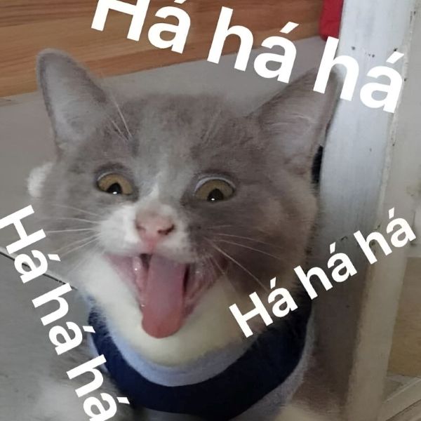 meme cười đểu (16)