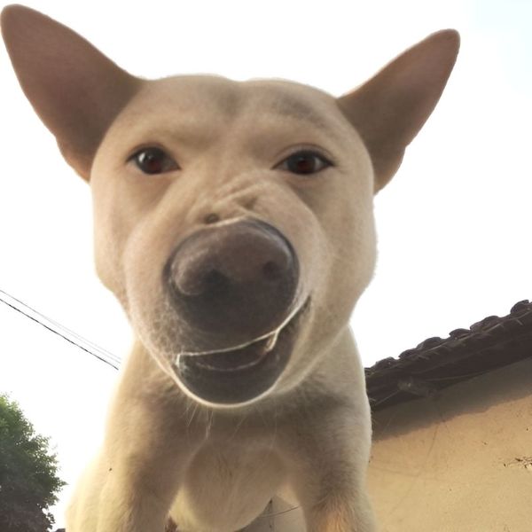 meme cười đểu (20)
