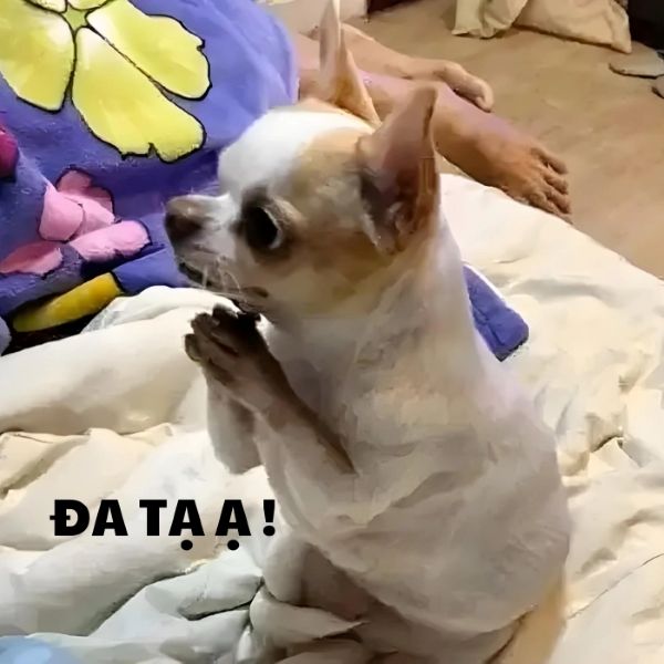 meme đa tạ (6) meme đa tạ (6)