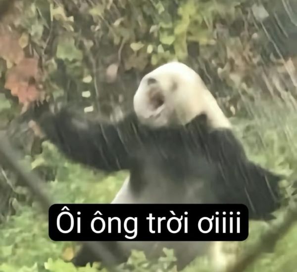 meme đau khổ (1) meme đau khổ (1)