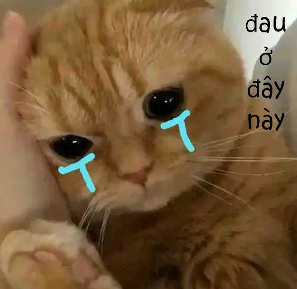 meme đau ở đây này (12) meme đau ở đây này (12)
