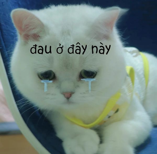 meme đau ở đây này (18) meme đau ở đây này (18)