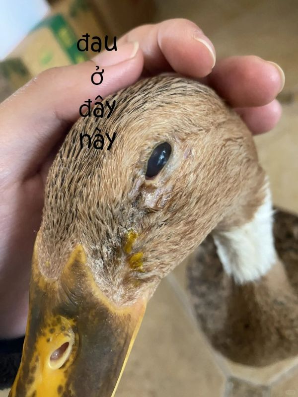 meme đau ở đây này (19) meme đau ở đây này (19)