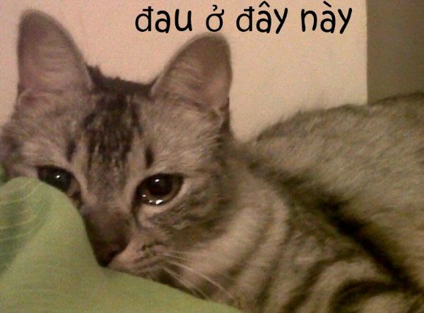 meme đau ở đây này (5) meme đau ở đây này (5)