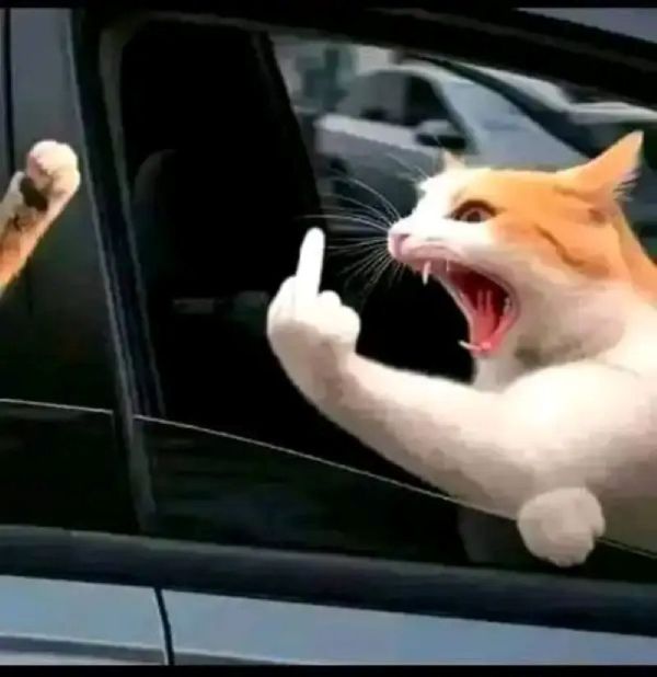 meme giơ ngón giữa meme giơ ngón giữa