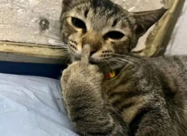 meme giơ ngón tay giữa meme giơ ngón tay giữa