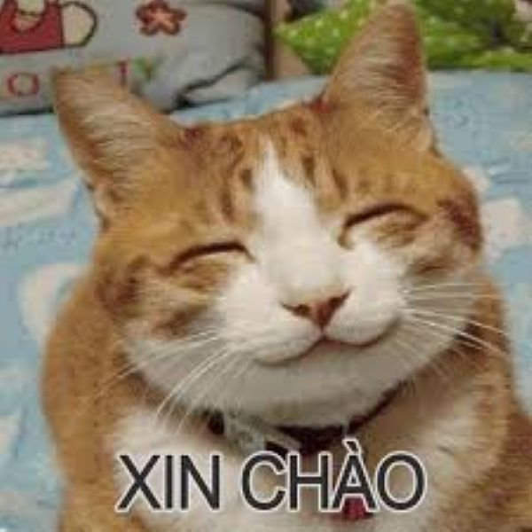 meme hi chào cậu meme hi chào cậu