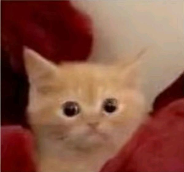 meme hoảng hốt (11) meme hoảng hốt (11)